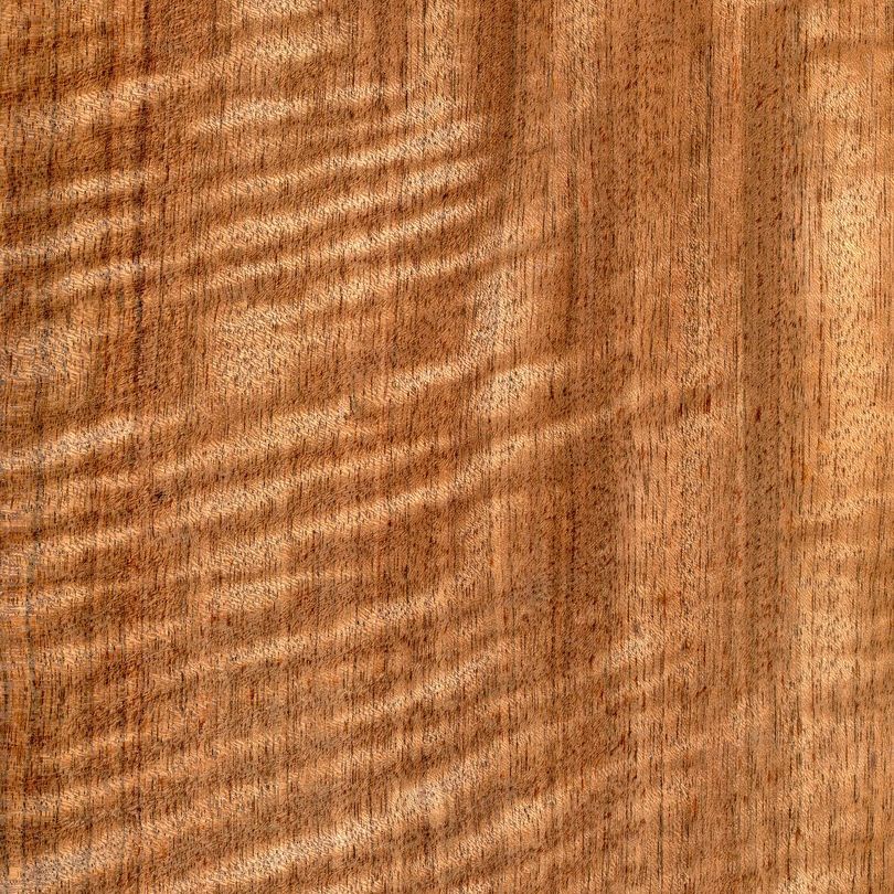 African Acacia Tree with Shadow Etimoe Figure