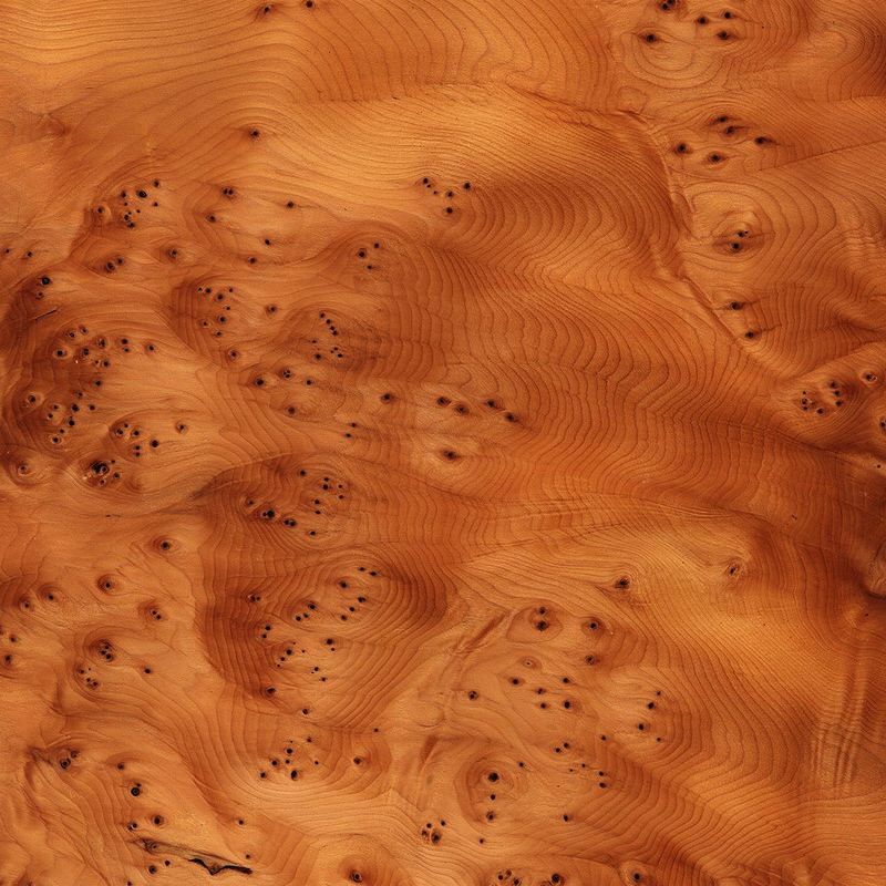 European Yew Burl