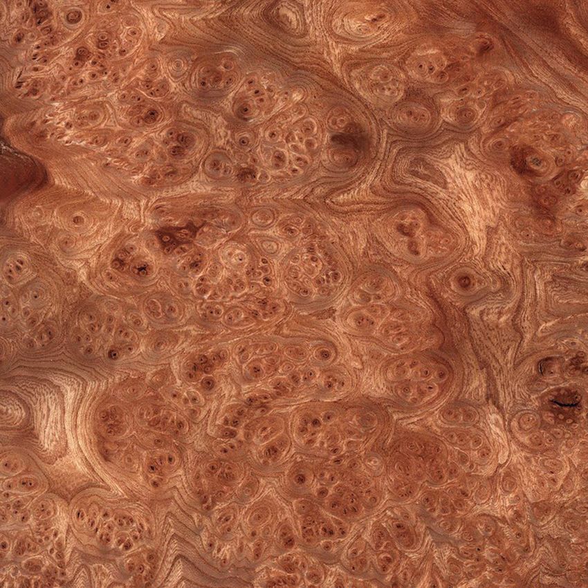 Red Elm Burl