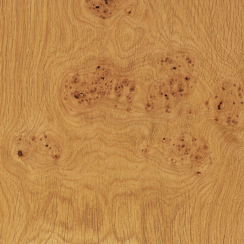 欧洲白橡团聚瘤 European Oak cluster